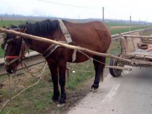 Bărbat mort după ce a trecut căruța peste el (foto generic)